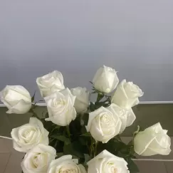 Эквадорская роза  сорт Альба