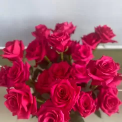 Эквадорская роза сорт Пинк Флойд