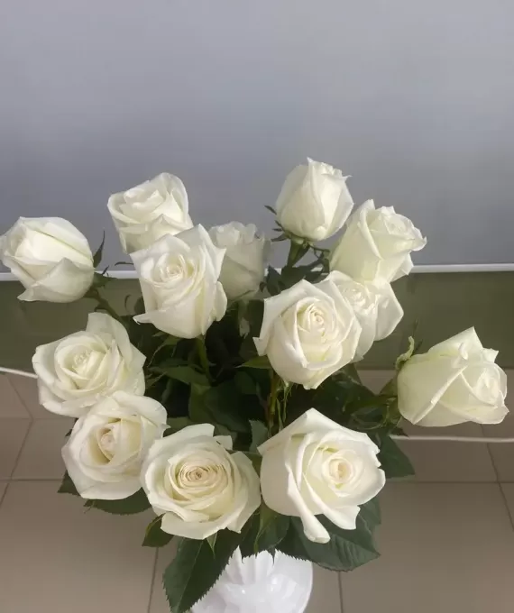 Эквадорская роза  сорт Альба