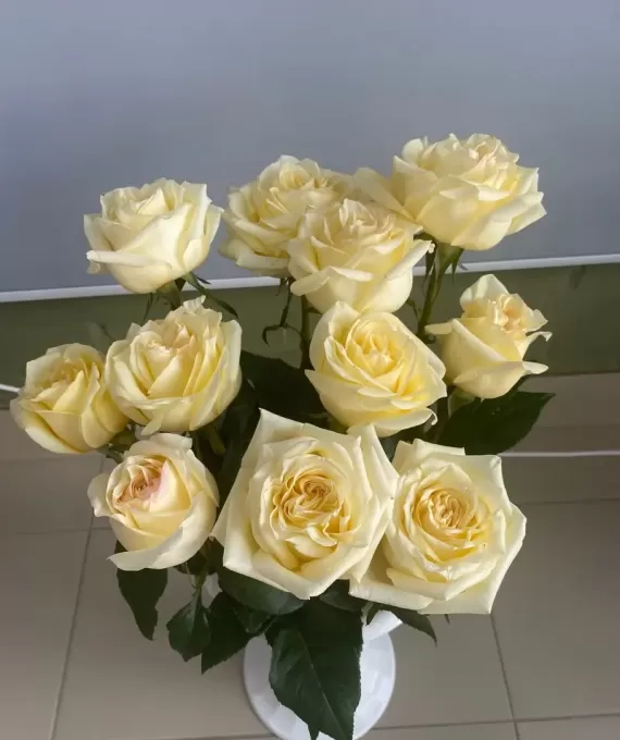 Эквадорская роза сорт Кендилайт